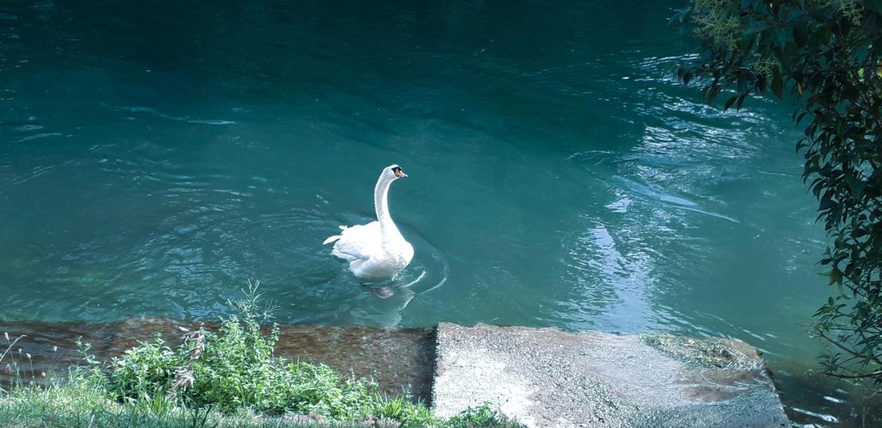 Ampio Appartamento Vicino Al Centro Di Treviso, Parcheggio Gratuito Eksteriør billede